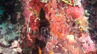 在马尔代夫<strong>海底</strong>清澈<strong>海底</strong>寻找食物的虾。